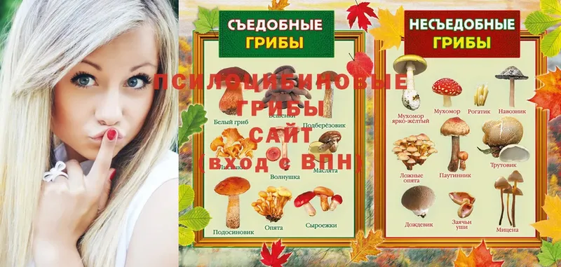 Галлюциногенные грибы Psilocybe Переславль-Залесский